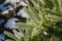 7ft Pre-lit Washington Valley Spruce Life Like Artificial Christmas Tree 8 7ft Pre-lit Washington Valley Spruce Life Like Artificial Christmas Tree -Twinkly Shop 05r5025 4