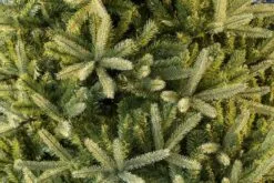 6ft Washington Valley Spruce Life Like Artificial Christmas Tree -Twinkly Shop 05r5058