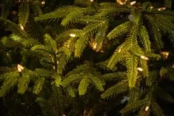 6.5ft Pre Lit Frasier Grande Feel Real Artificial Christmas Tree With 550 Warm Lights 9 6.5ft Pre Lit Frasier Grande Feel Real Artificial Christmas Tree With 550 Warm Lights -Twinkly Shop Frasier Grande 1 frasier grande close up