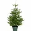 4ft Imperial Spruce Potted Feel-Real Artificial Christmas Tree 2 4ft Imperial Spruce Potted Feel-Real Artificial Christmas Tree -Twinkly Shop PEIS3 702 40 0