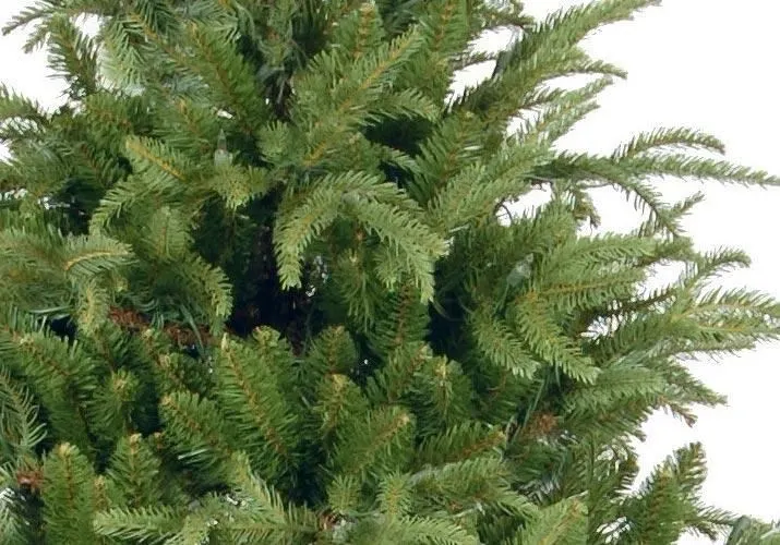 7.5ft Frasier Grande Feel Real Artificial Christmas Tree 4 7.5ft Frasier Grande Feel Real Artificial Christmas Tree - Image 2