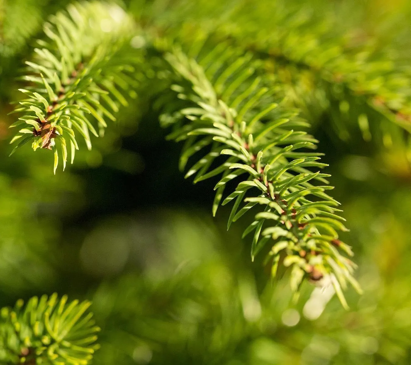 6ft Weeping Spruce Feel Real Artificial Christmas Tree 5 6ft Weeping Spruce Feel Real Artificial Christmas Tree - Image 3