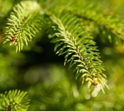 6.5ft Weeping Spruce Feel Real Artificial Christmas Tree -Twinkly Shop weeping20spruce20unlit20close20up20kik 0