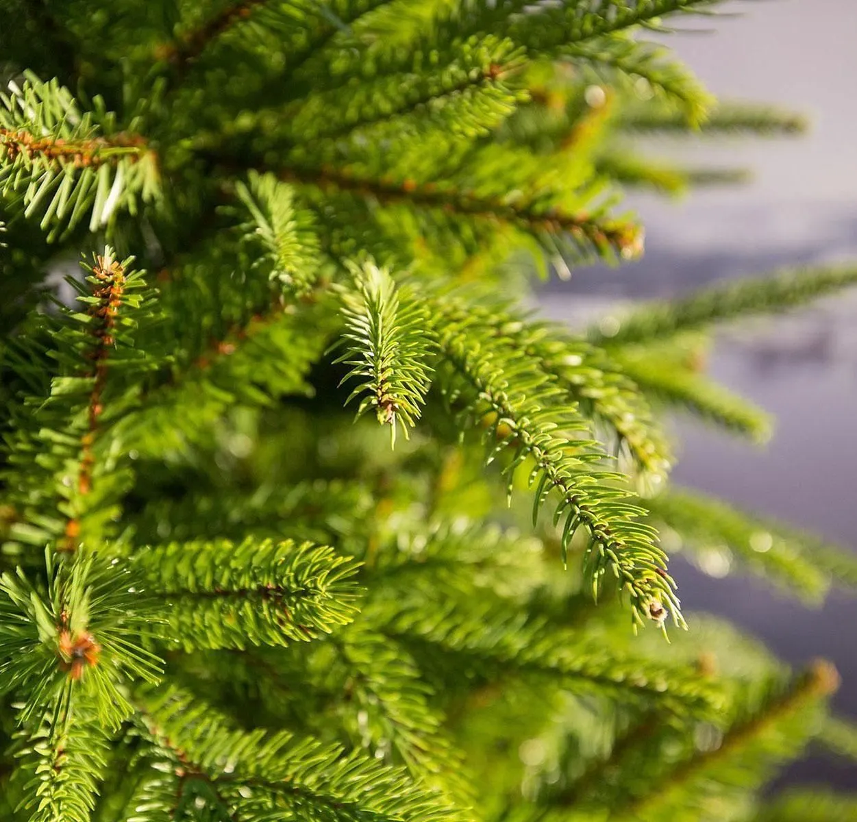 6ft Weeping Spruce Feel Real Artificial Christmas Tree 4 6ft Weeping Spruce Feel Real Artificial Christmas Tree - Image 2